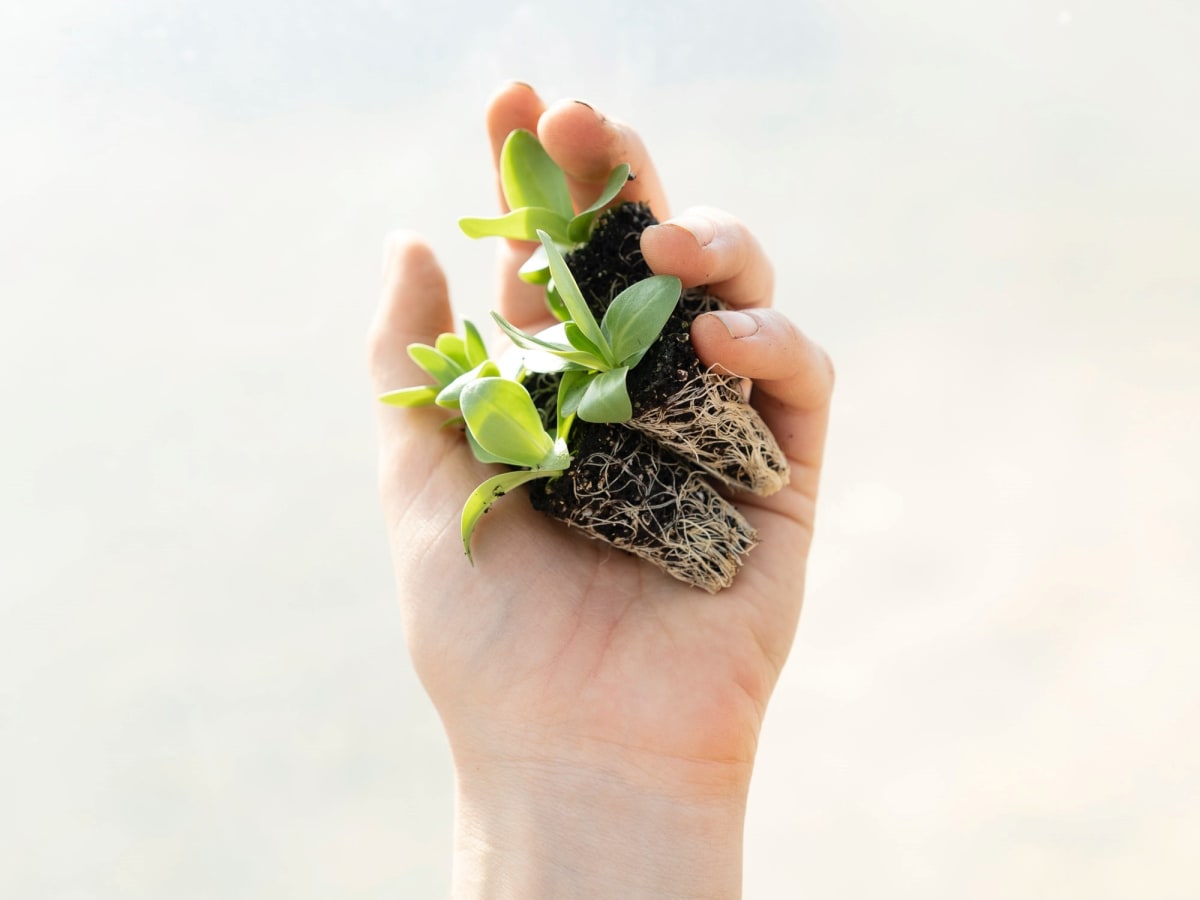 Trois jeunes plantes dont on voit les racines, tenues dans une main, symbole de l'alimentation anti stress