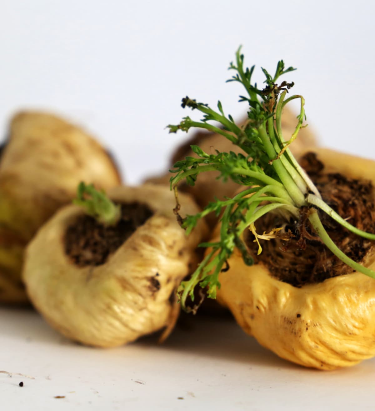 Gros plan sur la plante adaptogène appelée maca
