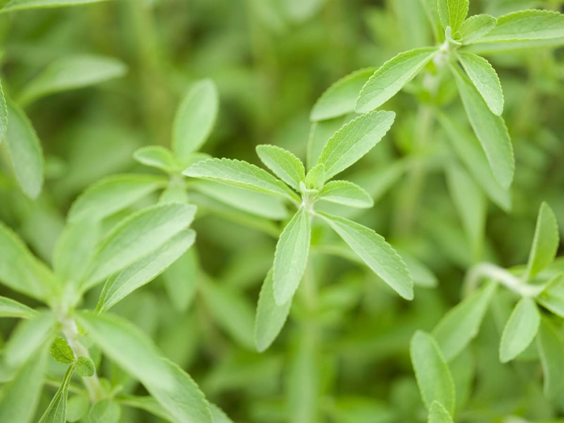 Gros plan sur des feuilles de stévia, un édulcorant naturel