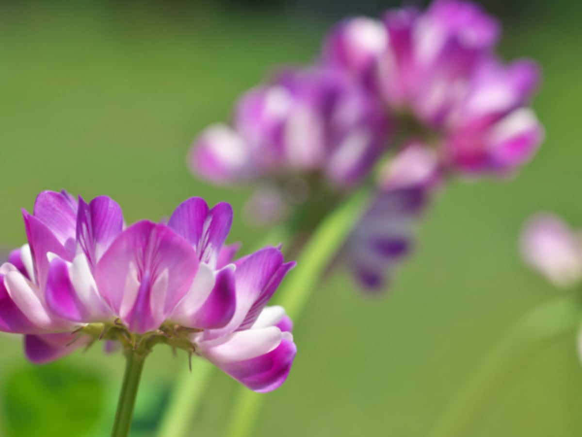 Gros plan sur des fleurs violettes de plantes adaptogènes