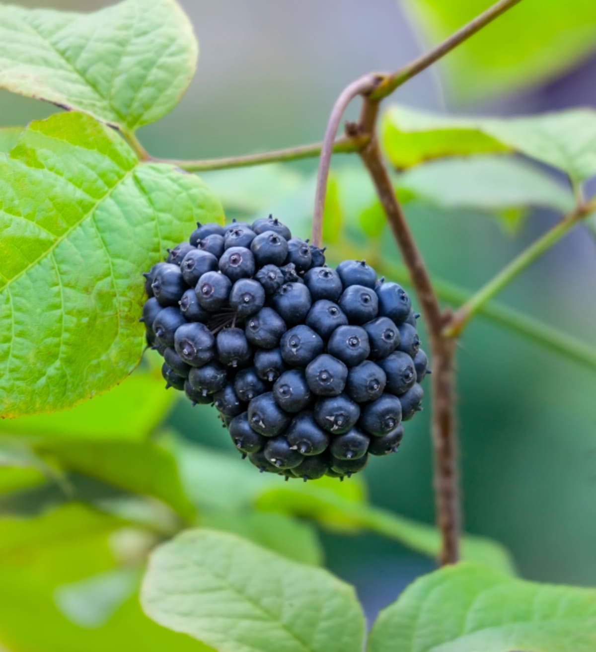 Gros plan sur la plante adaptogène appelée éleuthérocoque