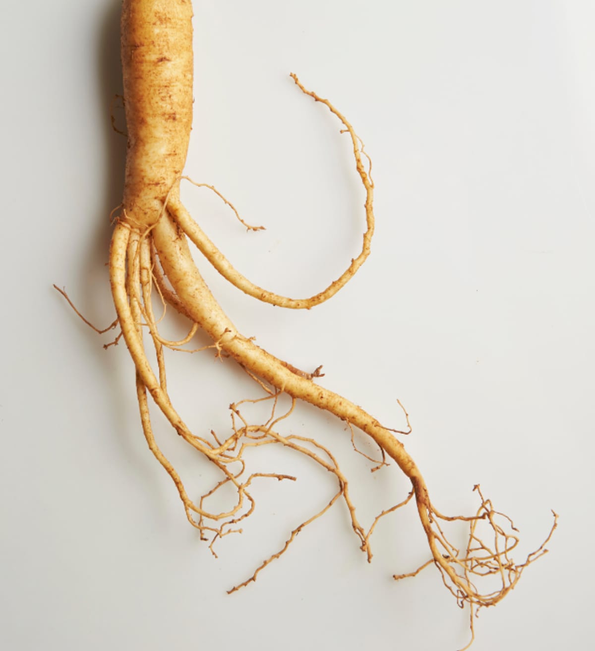Gros plan sur la plante adaptogène appelée gingseng