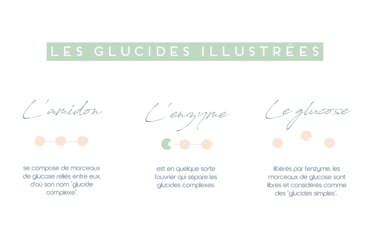 Schéma montrant les différents glucides et sucres